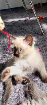 Koťata Ragdoll bez PP ihned k odběru - 4