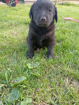 Labrador - 4