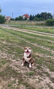 American Bully krytí - 4