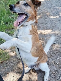 FOX K ADOPCI - přátelský pejsek - 4
