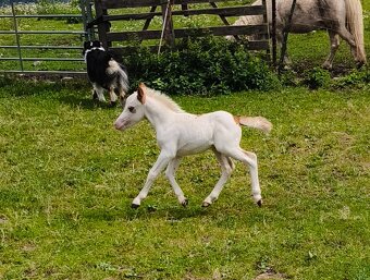 Letošní hřebeček minihorse - PAYASO BLANCO - 4