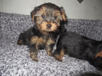 Jorkšírský teriér - 4