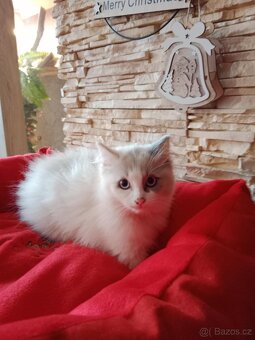 Ragdoll koťátka ihned k odběru - 4