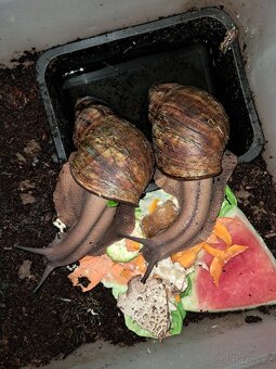 Archachatina marginata ovum XXL - 4