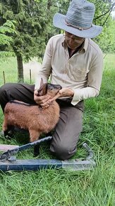 Prodam alpske kozy - 4