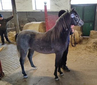 Valach Welsh pony, sekce B k prodeji - 4