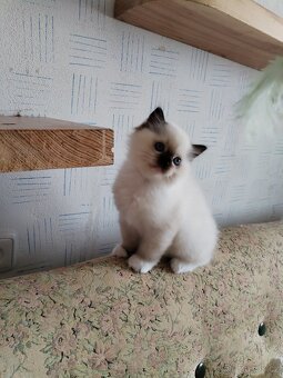 Koťátka s PP Ragdoll - 4