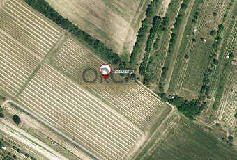 1,3 ha vinice v k.ú. Mutěnice - 4