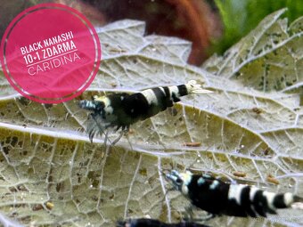 Caridina Black Nanashi 10+1 zdarma - 4