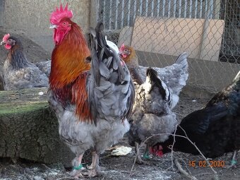 Maranska 🥚🐣 (násadová vejce i kuřátka) - 4