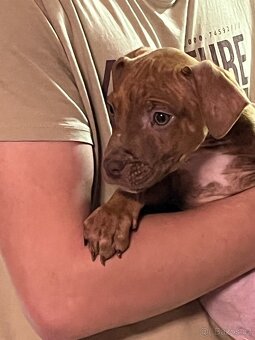 Staford štěňata - 4