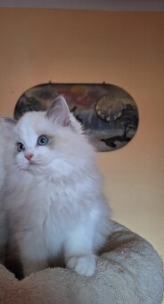 Nádherný dva kocourci vánoční Ragdoll s pp - 4