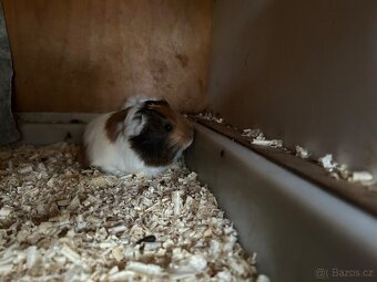 Prodám morčata - 4