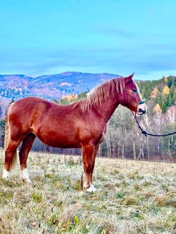 Klisna Welsh pony of cob type - 4