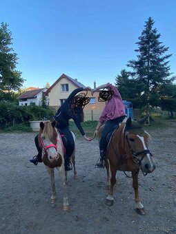 Prodám kobylu Haflinga - 4