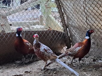 Bažanti - Bažant obecný - kohouti - 4