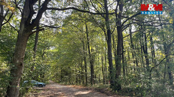 Prodej lesa, 845297 m², Kněždub - 4