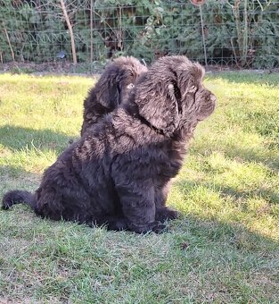 Novofundlandský pes - 4