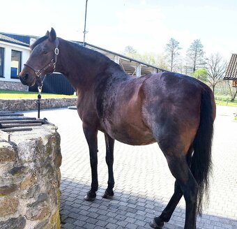 Paso Fino - 4