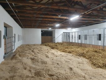 Ustájení mladých koní - 4