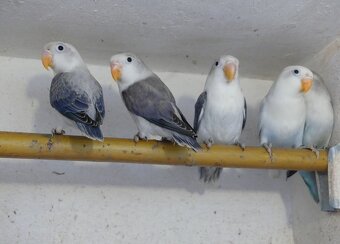 Agapornisové fischeri - 4