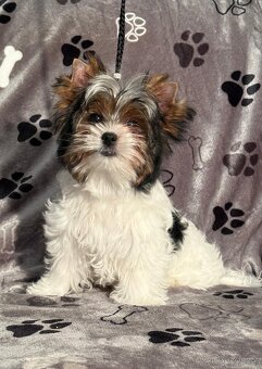 Biewer Jorkšírský teriér s PP fenečka - 4