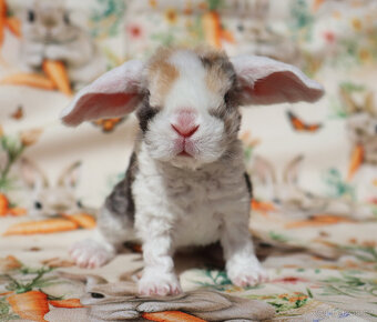 Zakrslí beránci rex . - 4