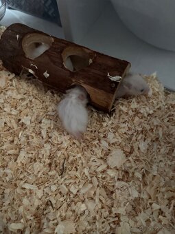 Mláďata syrských krečků - 4