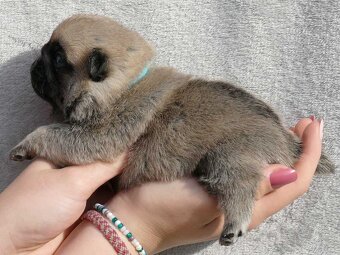 Mops - Štěňátka - 4