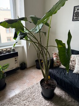 Alocasia Zebrina - 1,5 metra, obrovské listy - 4