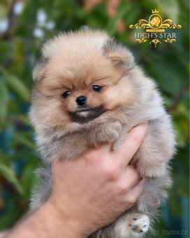 Pomeranian s PP FCI - štěňátka k rezervaci - 4