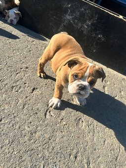 Anglický Buldok s PP, štěňátko ihned k odběru - 4