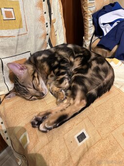 Bengálská koťátka na prodej - 4