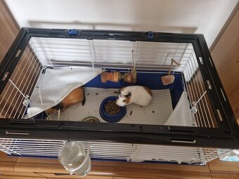 Morčata dvě holky zdarma - 4