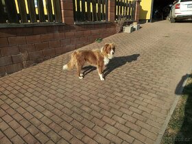 Krytí Border kolie - 4