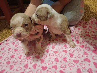 American bully xl štěňátka - 4