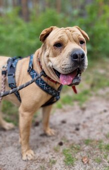 VANILKA K ADOPCI - 12m., vděčná, umazlená - 4