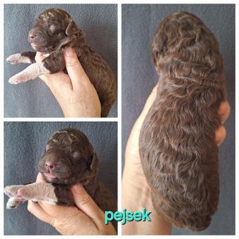 Lagotto romagnolo s PP ( italský vodní pes ) - 4
