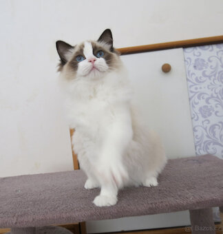 Ragdoll kocourci s průkazem původu k odběru - 4
