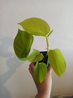 Epipremnum neon a marble queen - 4