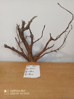 Bonsai kořeny - 4