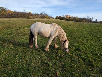 Irský Cob hřebec - 4