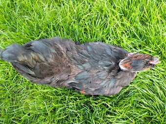 Okrasní kohoutci na mazlení - 4