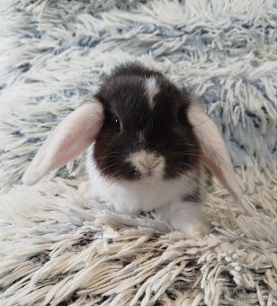 Minilop - anglický zakrslý beránek s VP - 4