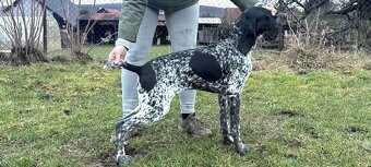 Německý ohař krátkostý - 4