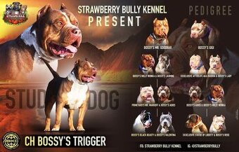 🔹 Krycí pes k dispozici – Ch Bossy's Trigger 🔹 - 4