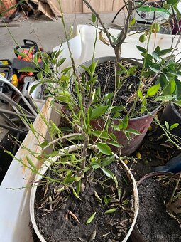 3x Citronovniky + 1  limetovník - 4