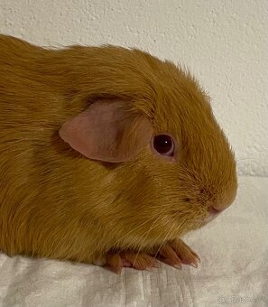 Samečci hladkých morčat s PP - 4