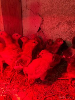 Kuřata - orlovka pestrá - 4