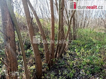 Prodej energetické plantáže rychlerostoucích dřevin 7 652 m2 - 4